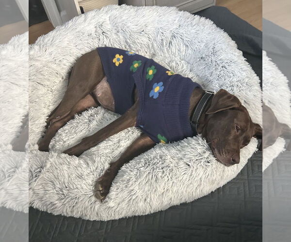 Medium Photo #8 Lab-Pointer Puppy For Sale in Oakhurst, NJ, USA