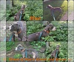 Small Photo #1 American Pit Bull Terrier Puppy For Sale in DELAWARE, OH, USA