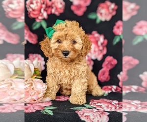 Cockapoo-Poodle (Miniature) Mix Puppy for sale in NOTTINGHAM, PA, USA