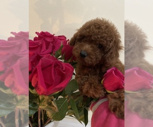 Poodle (Toy) Puppy for sale in TAMPA, FL, USA