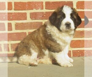 Saint Bernard Puppy for sale in MARIETTA, PA, USA