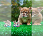 Small #5 French Bulldog