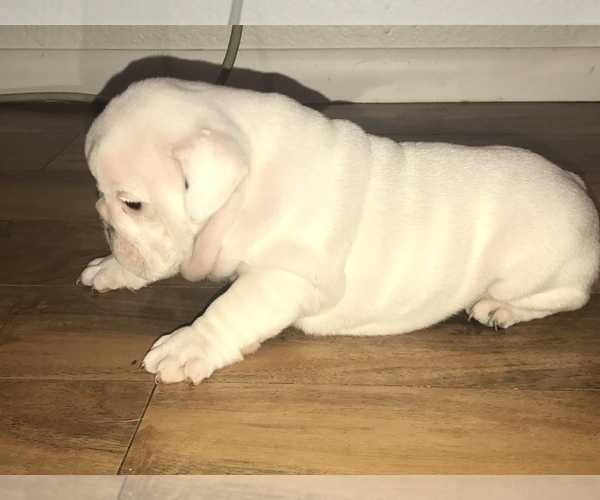 Medium Photo #11 Bulldog Puppy For Sale in CHANDLER, AZ, USA