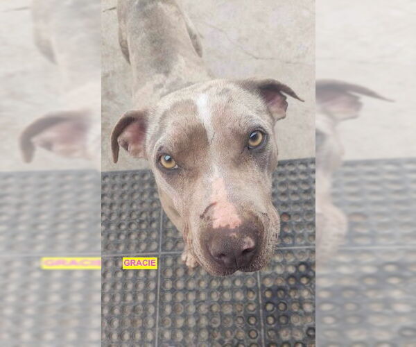 Medium Photo #2 Great Dane-Unknown Mix Puppy For Sale in Woodland Hills, CA, USA