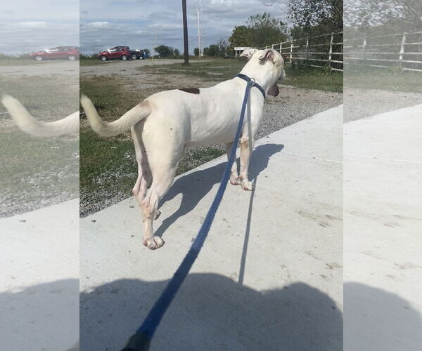 Medium Photo #4 American Pit Bull Terrier Puppy For Sale in Pryor, OK, USA