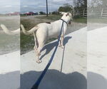 Small #3 American Pit Bull Terrier