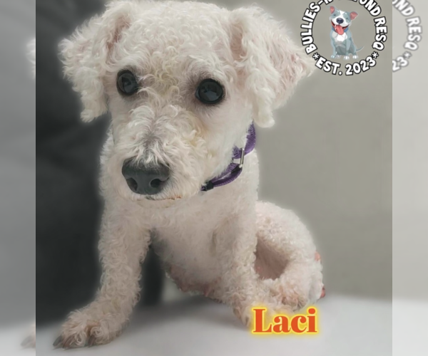 Medium Photo #1 Bichon Frise Puppy For Sale in Omaha, NE, USA