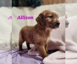 Small Photo #2 Golden Retriever Puppy For Sale in FENWICK, MI, USA