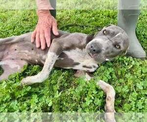 Momma - Female Mutt Dog for Adoption - Photo #2
