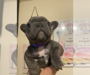 French Bulldog Puppy for sale in NORWICH, CT, USA