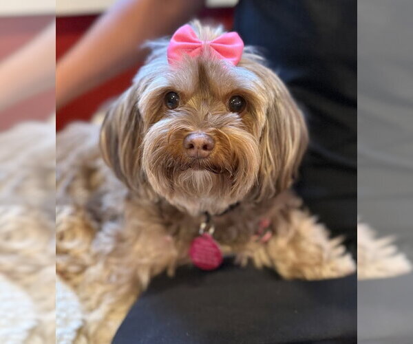 Medium Photo #1 Mutt Puppy For Sale in Bellevue, WA, USA