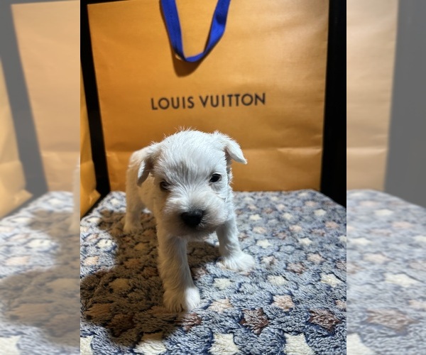 Medium Photo #6 Schnauzer (Miniature) Puppy For Sale in HOUSTON, TX, USA