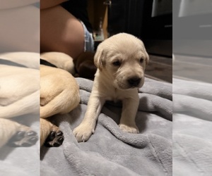 Labrador Retriever Puppy for sale in SUMMERVILLE, SC, USA