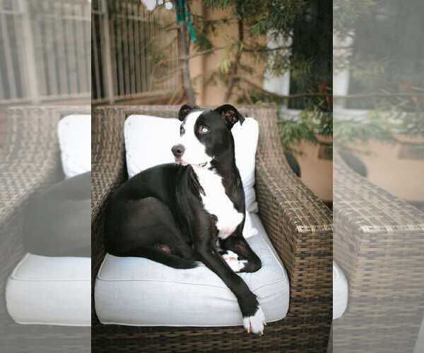 Medium Photo #4 American Staffordshire Terrier-Huskies  Mix Puppy For Sale in La Verne, CA, USA