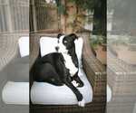 Small #3 American Staffordshire Terrier-Huskies  Mix