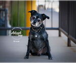 Small #4 Border Terrier-Pug Mix