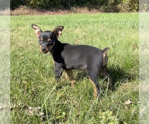 Miniature Pinscher Puppy for sale in FRANKLIN, IN, USA