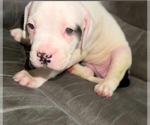 Medium Photo #2 American Bulldog Puppy For Sale in INDEPENDENCE, MO, USA