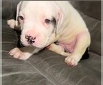 Small #1 American Bulldog