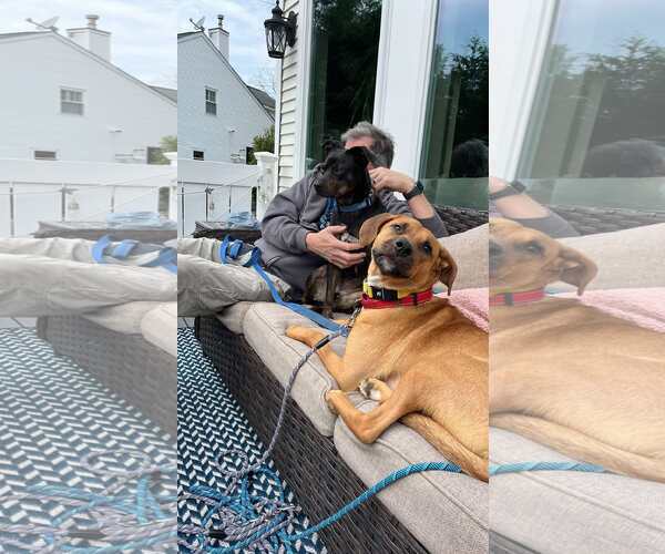 Medium Photo #6 Mutt Puppy For Sale in Woodbury, NY, USA