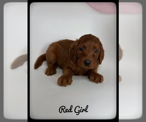 Goldendoodle (Miniature) Puppy for sale in ORANGE PARK, FL, USA