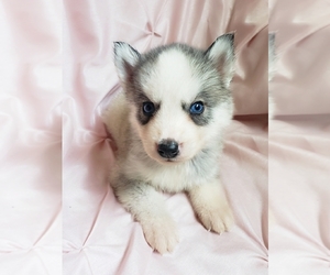 Siberian Husky Puppy for sale in KANSAS CITY, MO, USA