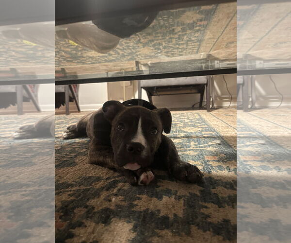 Medium Photo #4 Mutt Puppy For Sale in Mount Pleasant, SC, USA