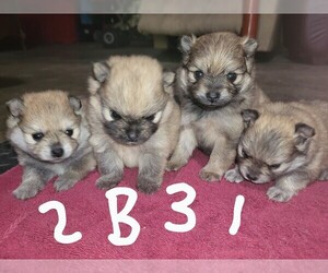 Pomeranian Puppy for sale in SUNFIELD, MI, USA