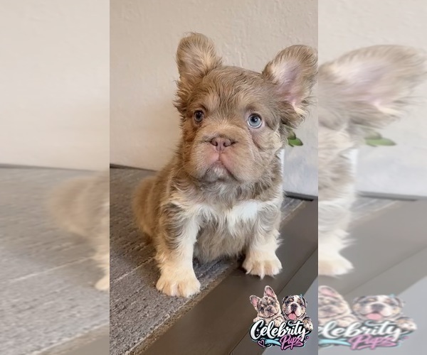 Medium Photo #11 French Bulldog Puppy For Sale in SAN JOSE, CA, USA