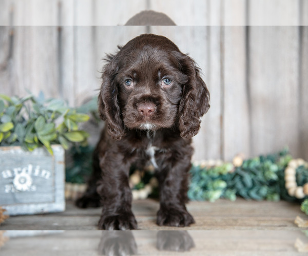 Medium Photo #2 Cocker Spaniel Puppy For Sale in BALTIC, OH, USA