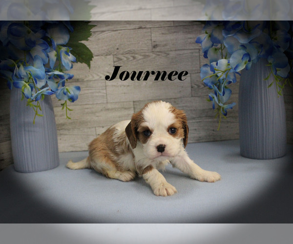 Medium Photo #5 Cavalier King Charles Spaniel Puppy For Sale in CHANUTE, KS, USA