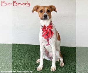 Jack Russell Terrier-Unknown Mix Dogs for adoption in San Diego, CA, USA