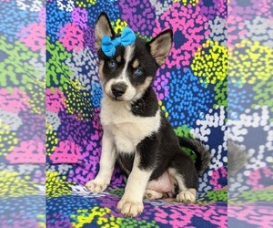 Pomsky Puppy for sale in EPHRATA, PA, USA