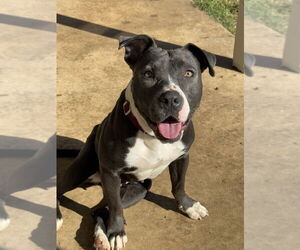 American Staffordshire Terrier-Unknown Mix Dogs for adoption in Oak Bluffs, MA, USA