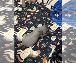 Small Photo #3 American Hairless Terrier Puppy For Sale in TAMPA, FL, USA