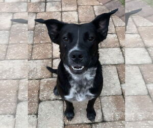 American Pit Bull Terrier-Australian Shepherd Mix Dogs for adoption in Melrose, FL, USA