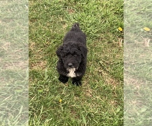 Aussiedoodle Puppy for sale in UPTON, KY, USA