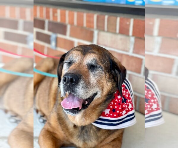 Medium Photo #18 Mutt Puppy For Sale in Mount Laurel, NJ, USA