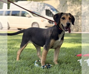 CLOVER - Female Beagle Dog for Adoption - Photo #3