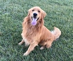 Small Photo #1 Golden Retriever Puppy For Sale in CUB RUN, KY, USA