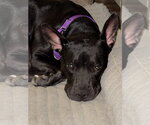 Small Photo #9 Mutt Puppy For Sale in Holly Springs, NC, USA