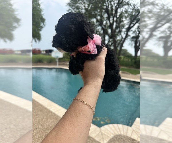 Medium Photo #7 Cock-A-Poo Puppy For Sale in STEPHENVILLE, TX, USA