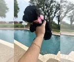 Small #6 Cock-A-Poo