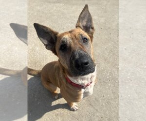 German Shepherd Dog-Unknown Mix Dogs for adoption in Kansas City, MO, USA