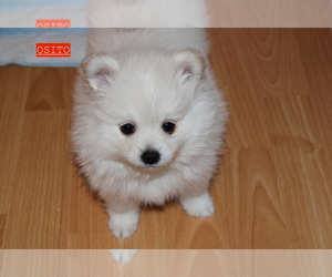 Pomeranian Puppy for sale in VALLEJO, CA, USA