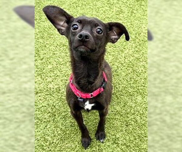 Medium Photo #1 Chihuahua Puppy For Sale in Dedham, MA, USA