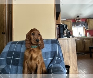 Irish Setter Puppy for sale in ONEONTA, NY, USA
