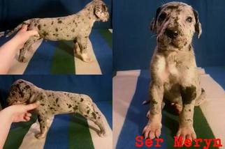 Great Dane Puppy for sale in ALTON, IL, USA