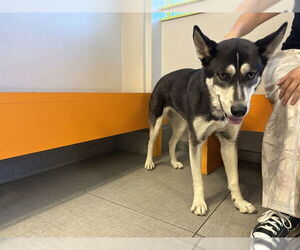 German Shepherd Dog-Siberian Husky Mix Dogs for adoption in Rancho Cucamonga, CA, USA