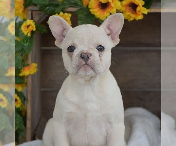 Medium Photo #1 French Bulldog Puppy For Sale in HONEY BROOK, PA, USA